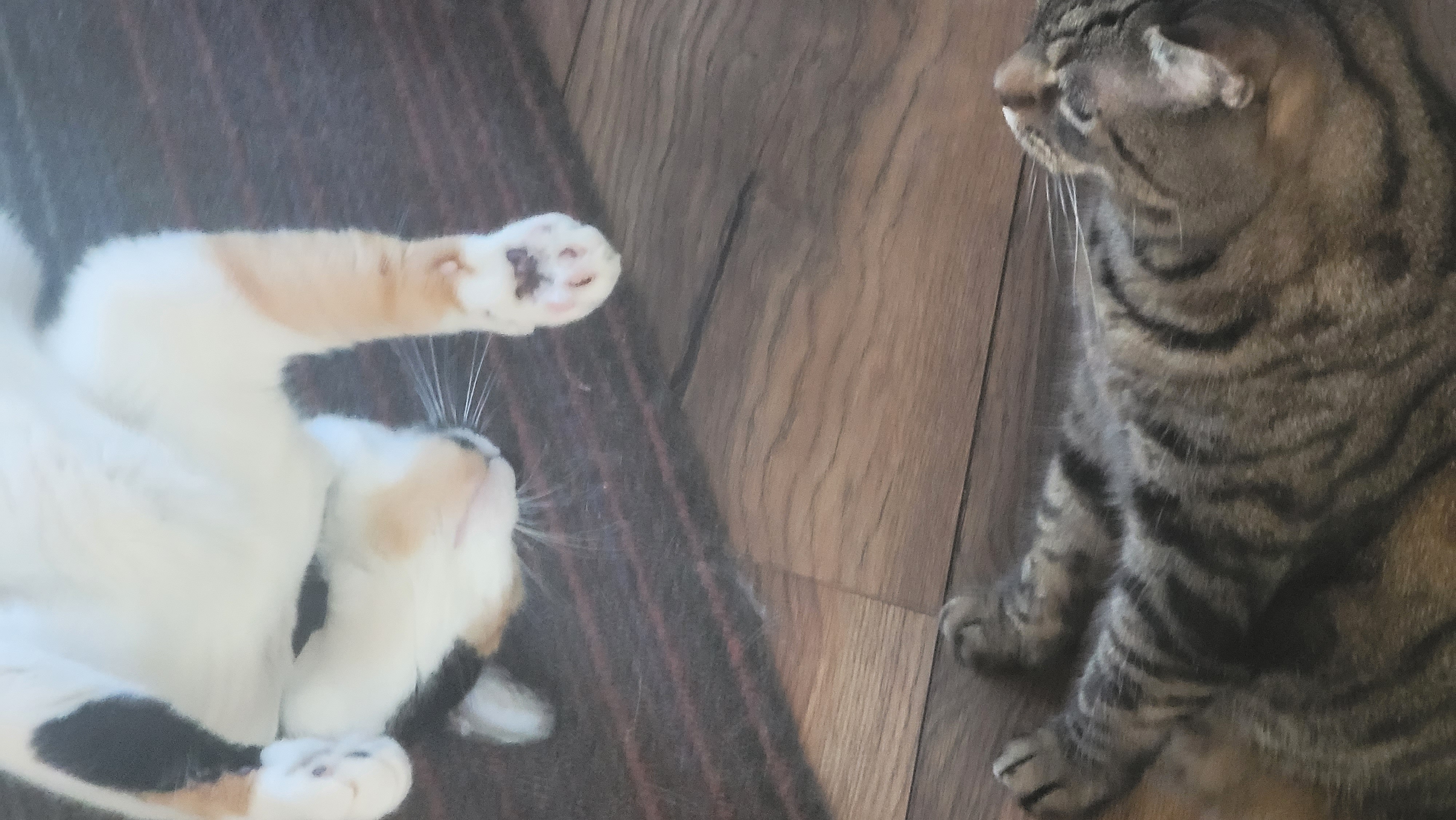 Picture of a calico cat and tabby hanging out on persian carpet